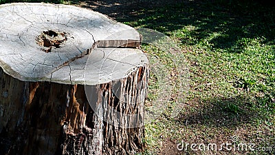 Sectioned tree trunk seen from above with the typical veins and a hole in the center, Stock Photo