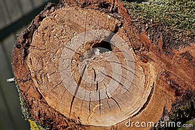 Sectioned tree trunk Stock Photo