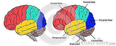 Sections of human brain anatomy side view flat Vector Illustration