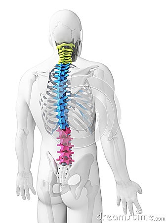 Sections of the spine Cartoon Illustration