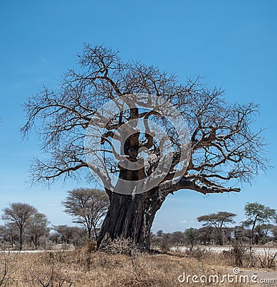 Secular baobab tree in the Tarangire National Park in Tanzania, Africa Stock Photo