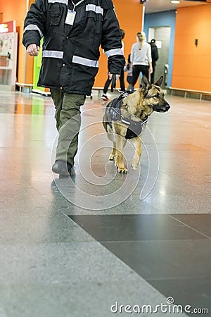 Security guard with a service dog. Search for drugs. Protection from terrorism Editorial Stock Photo