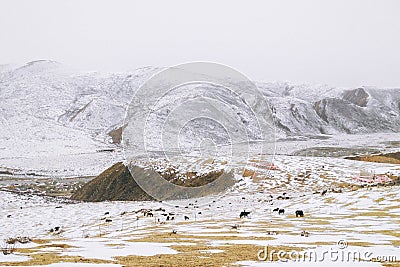 The snow-covered landscape in Buddhist Academy. Larong Wuming Buddhist Academy Stock Photo