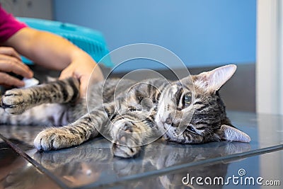 Sedated cat examined by a veterinarian Stock Photo