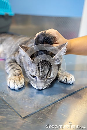 Sedated cat hold by a veterinarian Stock Photo