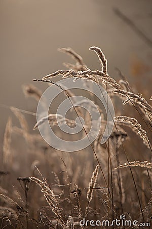 Sedge grass in autumn at brown background. Reeds at sunset Stock Photo