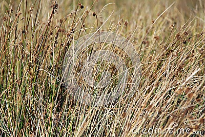 Sedge grass background Stock Photo