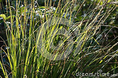 Sedge grass closeup selective focus Stock Photo