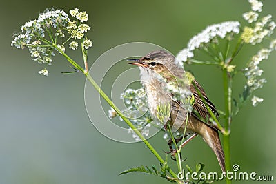 Sedge Warbler sits on a white flower Stock Photo