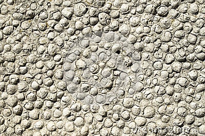 Sediment rock with fossilized seashells on the beach Stock Photo
