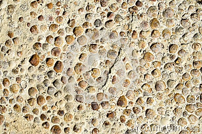 Sediment rock with fossilized seashells on the beach Stock Photo