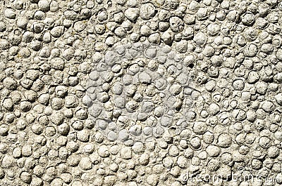 Sediment rock with fossilized seashells on the beach Stock Photo