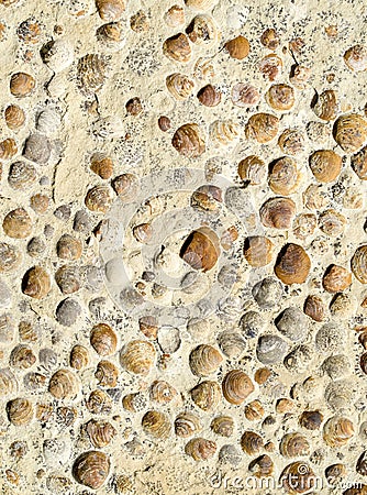 Sediment rock with fossilized seashells on the beach Stock Photo