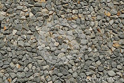 Sediment rock with fossilized seashells Stock Photo