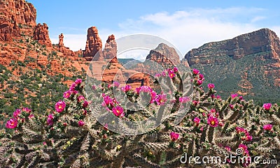 Sedona Landscape and Cactus Stock Photo