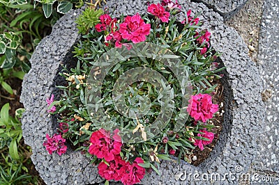 Seduces the senses with bright flowers and intense Fragrance - the garden carnation `Devon Cottage`, Dianthus caryophyllus. Stock Photo