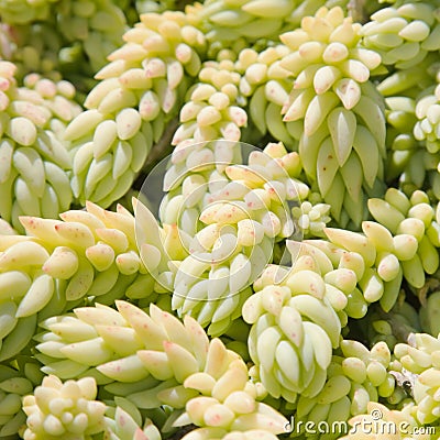 Sedum Stock Photo