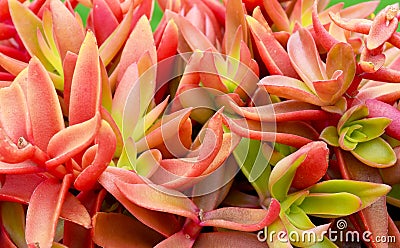 Sedum adolphii Firestorm succulent plant as a natural background for design.Tropical succulents. Stock Photo