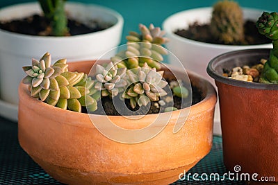 Sedum adolphii flowerpot terracotta warm glow golder hour close up succulent Stock Photo