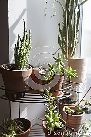 Sedum adolphii succulent plant in brown clay pot with opuntia sobulata and monacantha in the back on a window sill Stock Photo