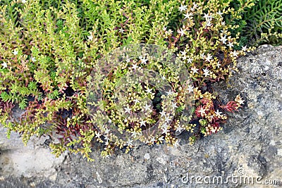 Sedum album flowers on the rocks in the garden Stock Photo