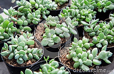 Sedum burrito Baby Burro`s Tail The sapling of a succulent plant is grown in a pot in a nursery Stock Photo