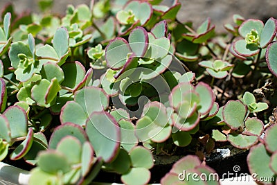 Hylotelephium ewersii. Pink mongolian stonecrop. Sedum ewersii green succulent plant Stock Photo