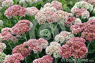 Sedum flowers Stock Photo