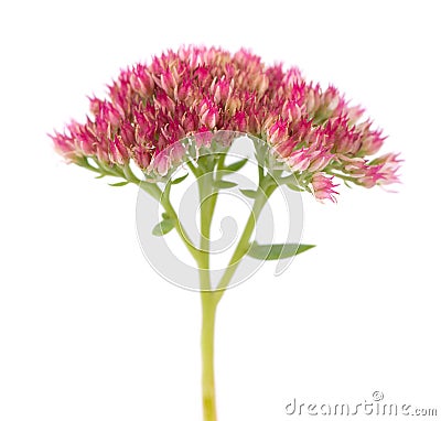 Sedum flowers isolated on white background. Hylotelephium spectabile or showy stonecrop. Stock Photo