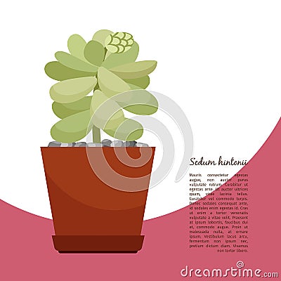 Sedum hintonii plant in pot banner Vector Illustration