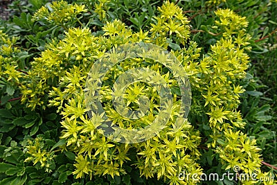 Sedum kamtschaticum in bloom in the garden Stock Photo