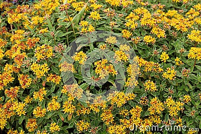 Sedum Kamtschaticum Variegatum Stock Photo