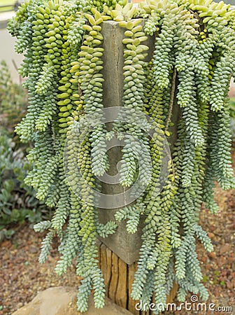 Sedum morganianum donkey tail or burro`s tail - a species of flowering plant Stock Photo