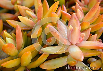 Sedum nussbaumerianum Coppertone Stonecrop succulent plants in tropical garden of Tenerife,Canary Islands,Spain. Stock Photo