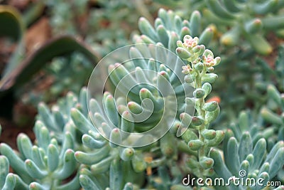 Sedum pachyphyllum Jelly Beans is a small succulent shrub. Stock Photo