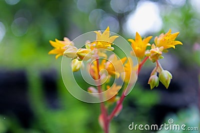 Sedum pachyphyllum Rose yellow flowers Stock Photo