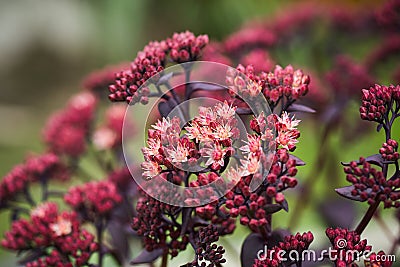 Sedum prominent (Sedum spectabile) in the garden Stock Photo