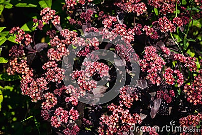 Sedum prominent Sedum spectabile in the garden Stock Photo