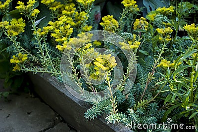 Sedum reflexum Blue Spruce Stock Photo