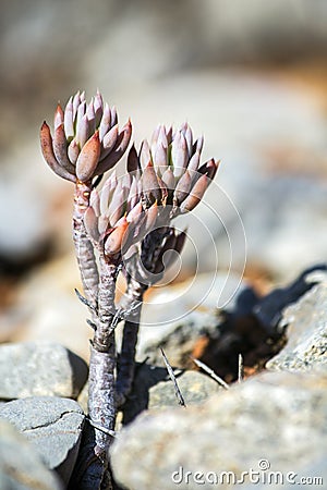 Sedum sediforme, a genus of flowering plants. Stock Photo