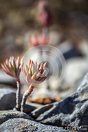 Sedum sediforme, a genus of flowering plants. Stock Photo