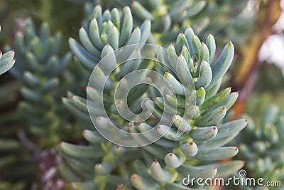 Sedum sediforme leaves Stock Photo