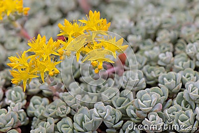 Sedum spathulifolium Capa Blanca Stock Photo