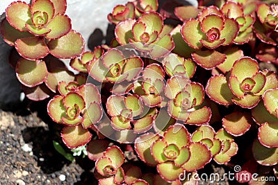 Sedum or Stonecrop hardy succulent ground cover perennial plant with green and dark red edge leaves densely planted in local urban Stock Photo