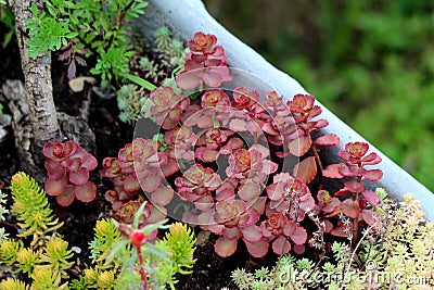 Sedum or Stonecrop hardy succulent ground cover perennial plant with thick dark red leaves and fleshy stems Stock Photo