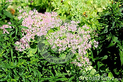 Sedum or Stonecrop hardy succulent ground cover perennial plants with densely growing open small star shaped light pink flowers Stock Photo