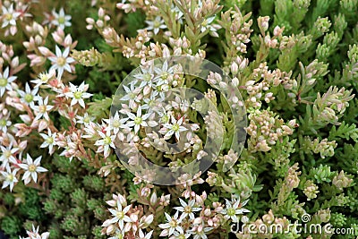 Sedum or Stonecrop hardy succulent ground cover perennial plants with succulent leaves and fleshy stems with flowers starting to Stock Photo