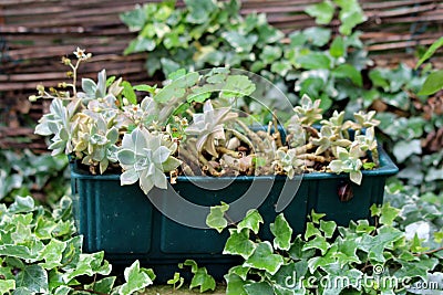 Sedum or Stonecrop hardy succulent ground cover perennial plants planted in plastic flower pot surrounded with crawler plants in Stock Photo