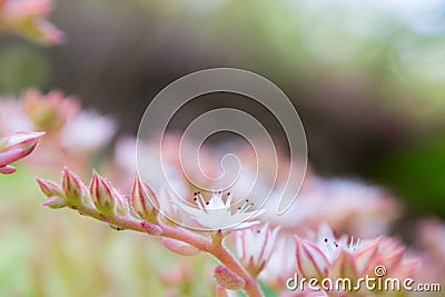 Sedum stonecrop Spanish close up in a summer city park Stock Photo