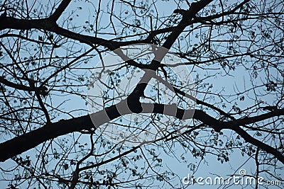 See the sky through tree bough Stock Photo